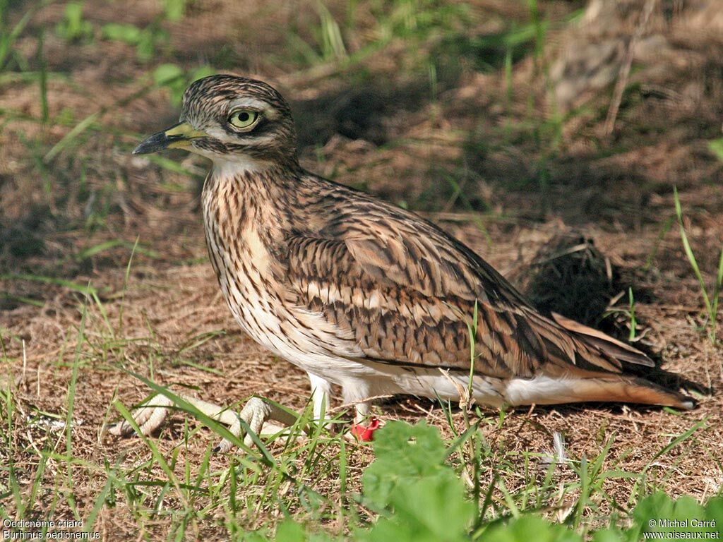 Eurasian Stone-curlewadult