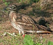 Eurasian Stone-curlew