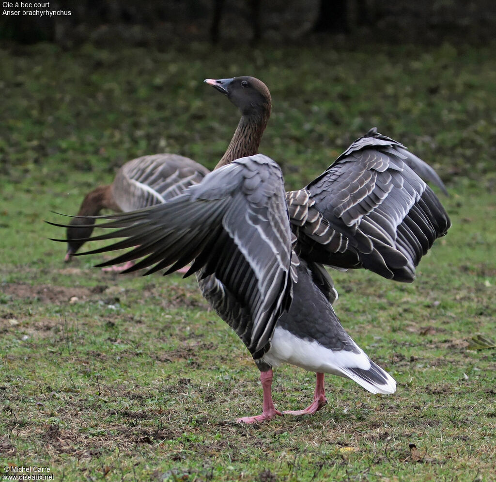 Pink-footed Goose