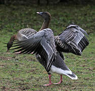 Pink-footed Goose