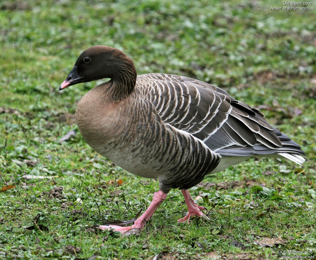 Pink-footed Goose