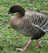 Pink-footed Goose