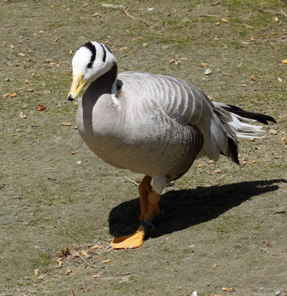 Bar-headed Goose