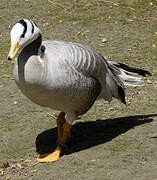 Bar-headed Goose