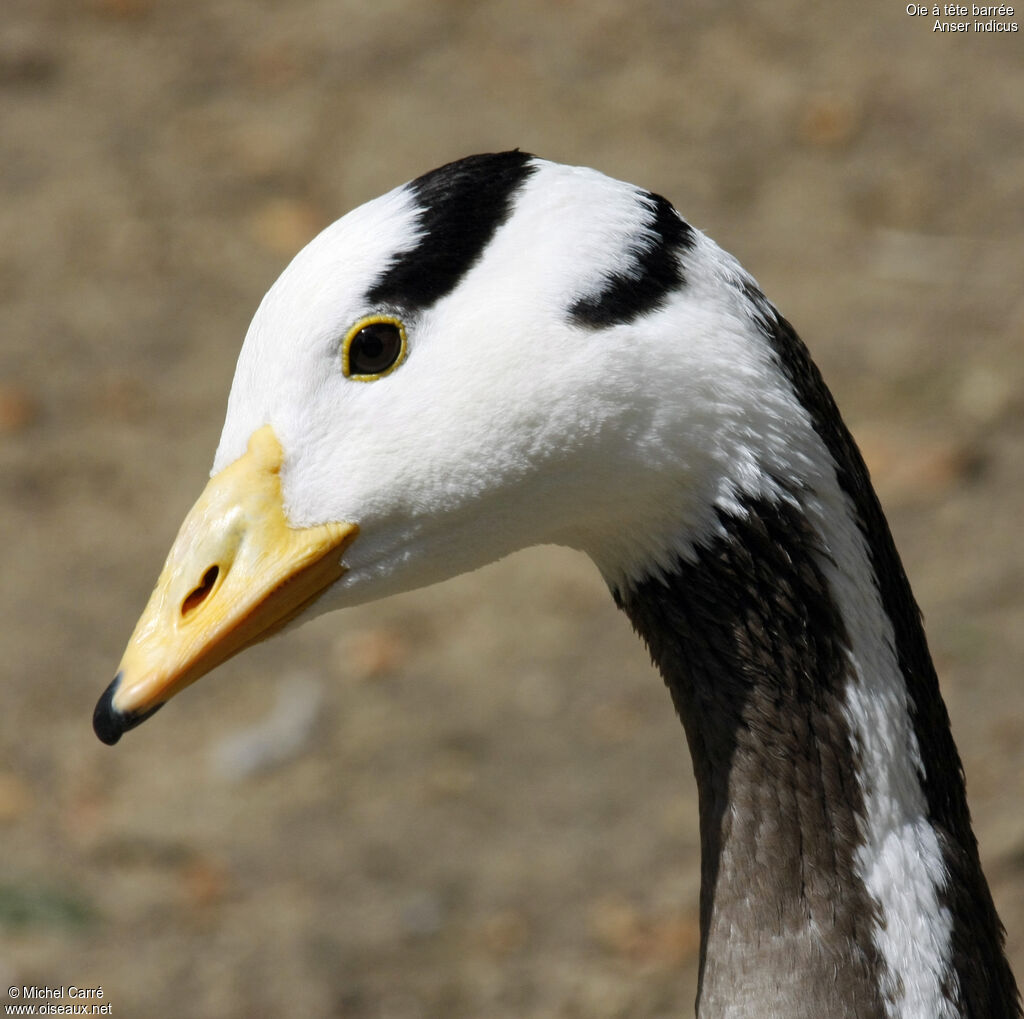 Bar-headed Goose