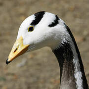 Bar-headed Goose