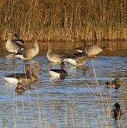 Greylag Goose