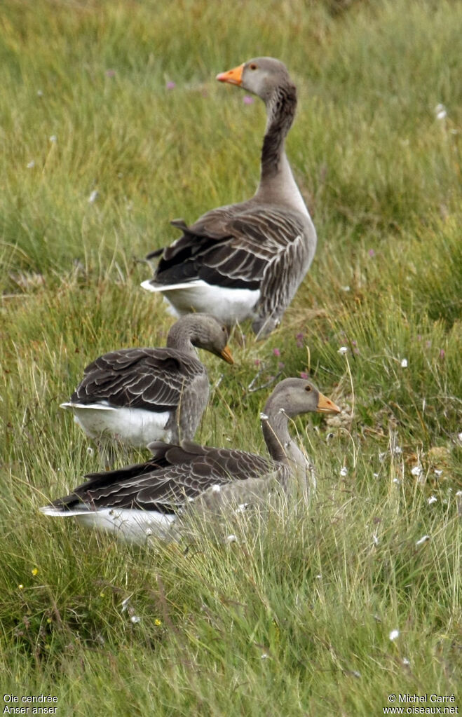 Greylag Goose