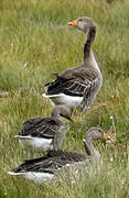 Greylag Goose