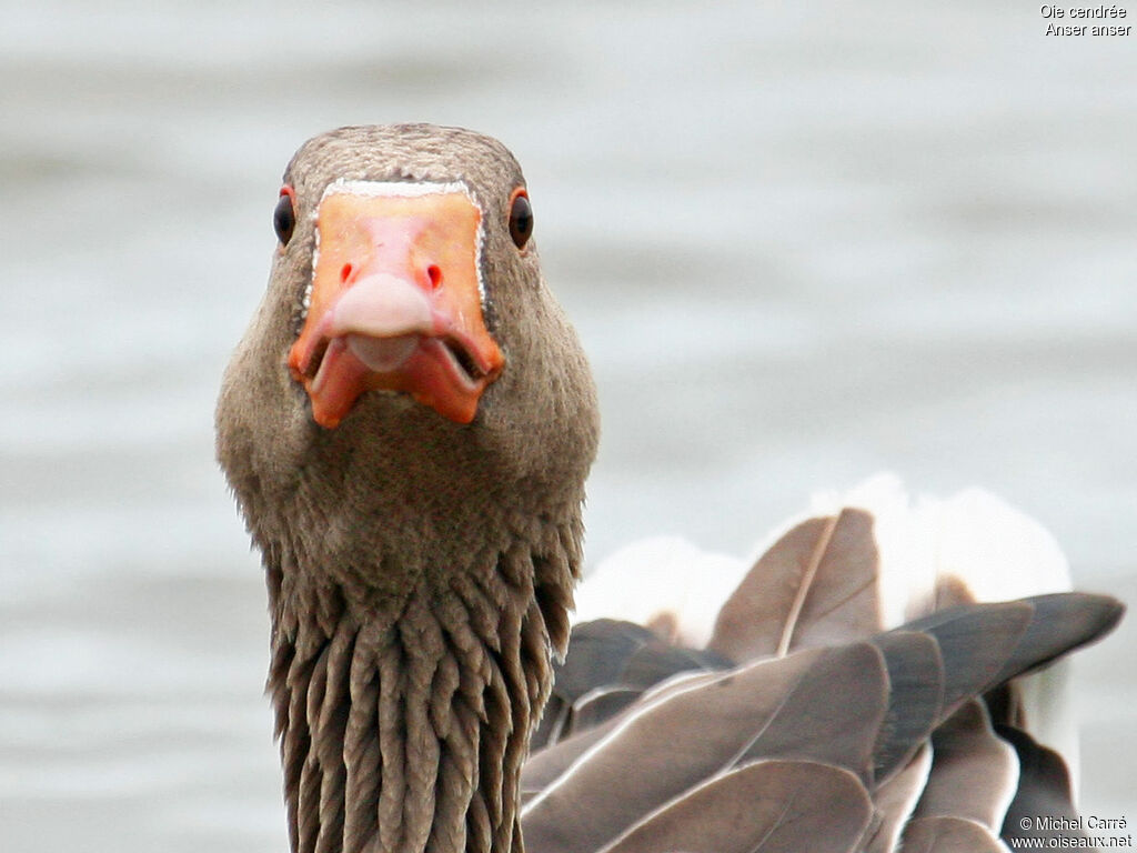 Greylag Goose