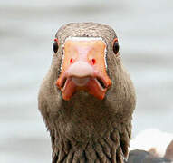 Greylag Goose