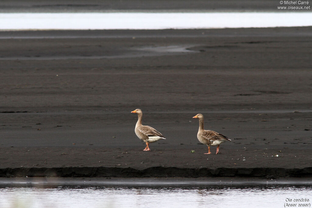 Greylag Goose