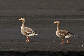 Greylag Goose