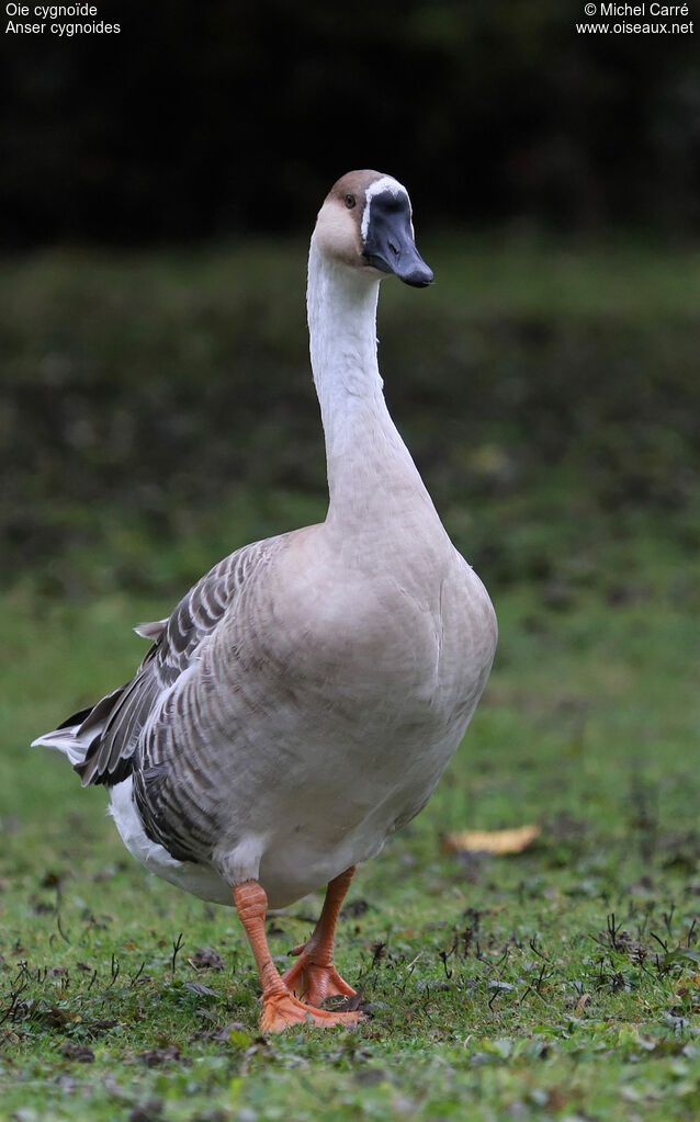 Swan Goose