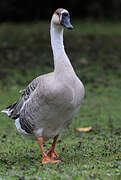 Swan Goose