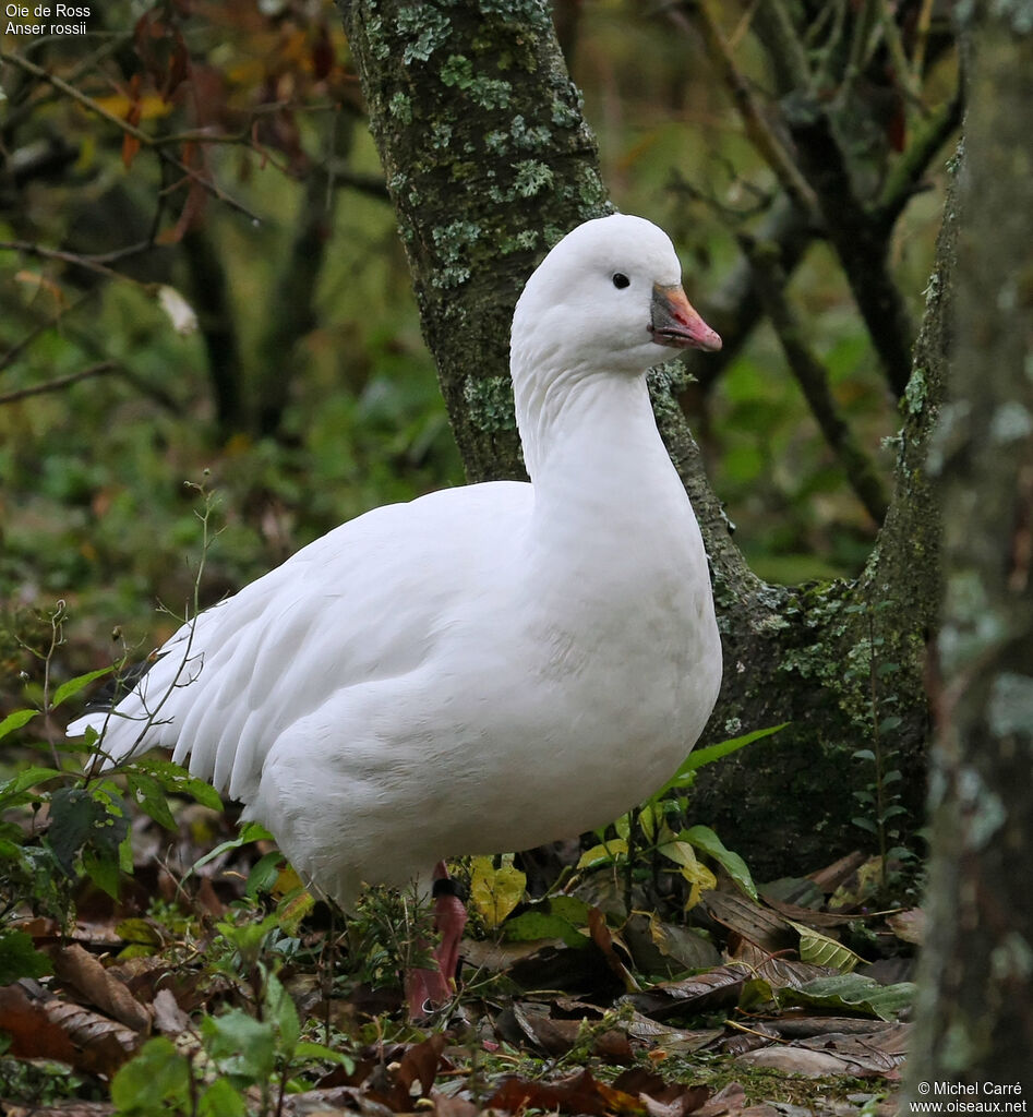 Ross's Goose