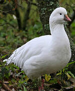 Ross's Goose