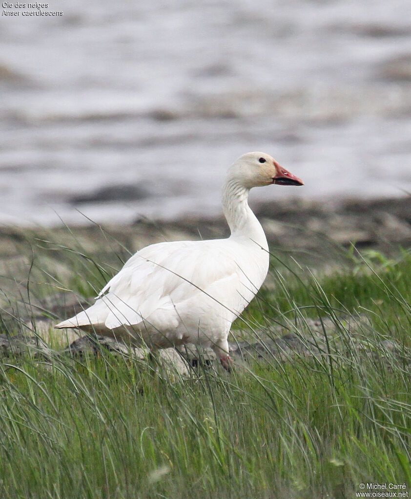 Snow Gooseadult