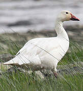 Snow Goose