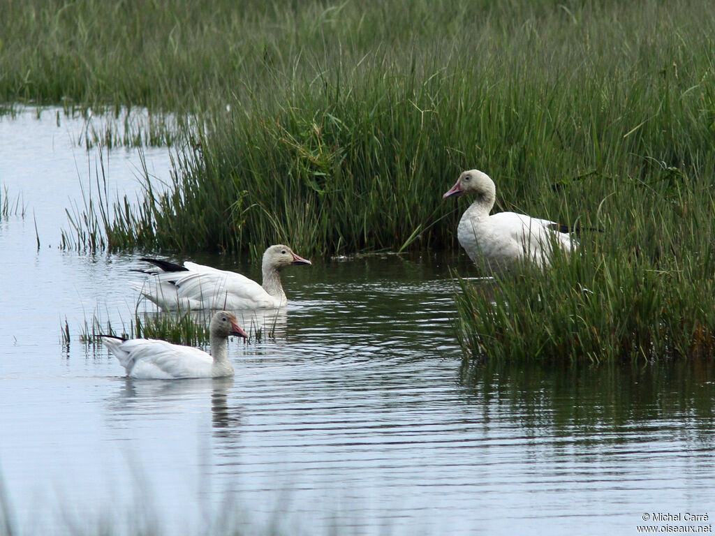 Snow Goose