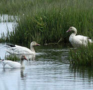 Snow Goose