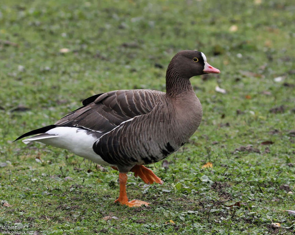 Oie naineadulte nuptial, identification