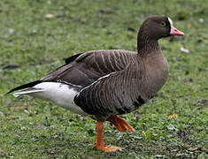 Lesser White-fronted Goose