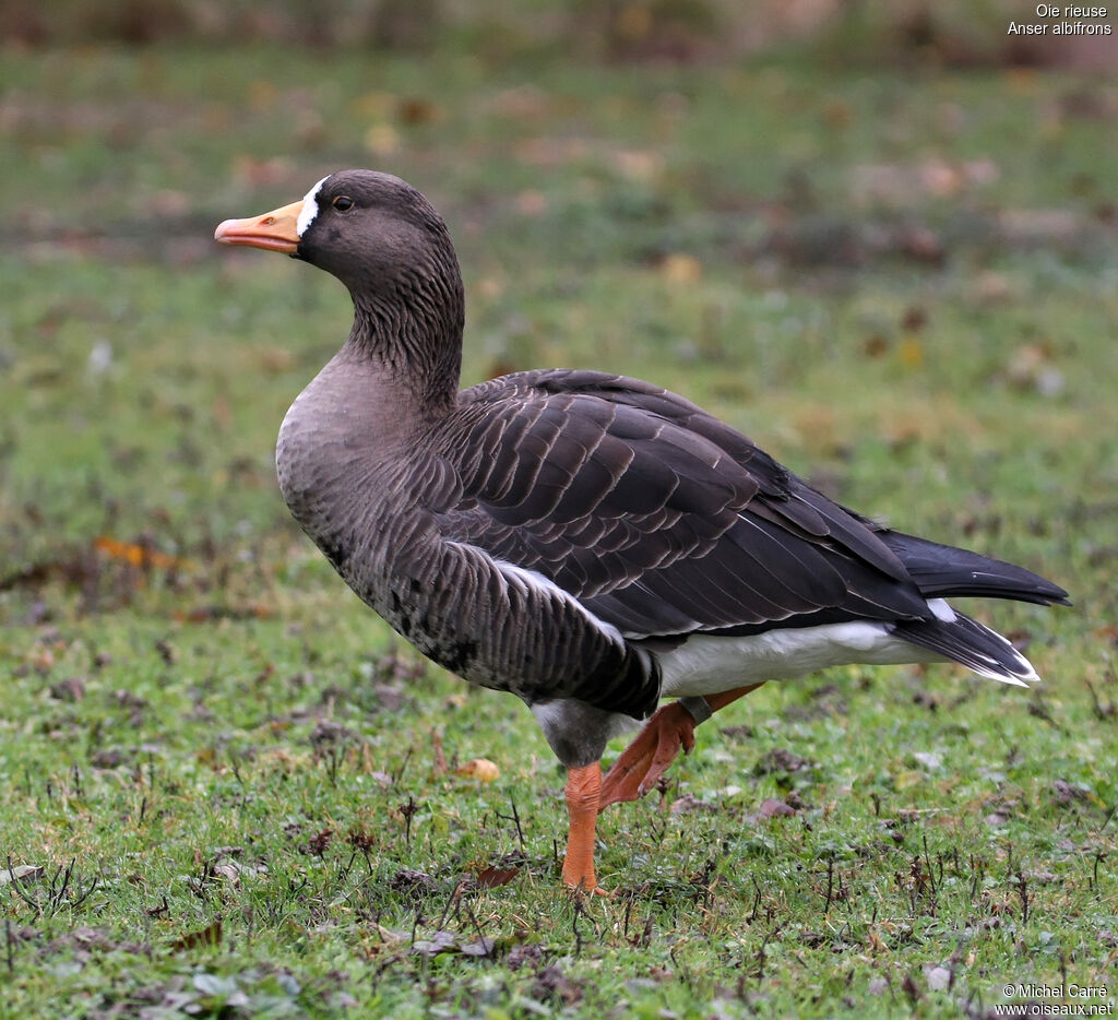 Greater White-fronted Goose