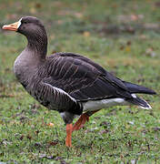 Greater White-fronted Goose