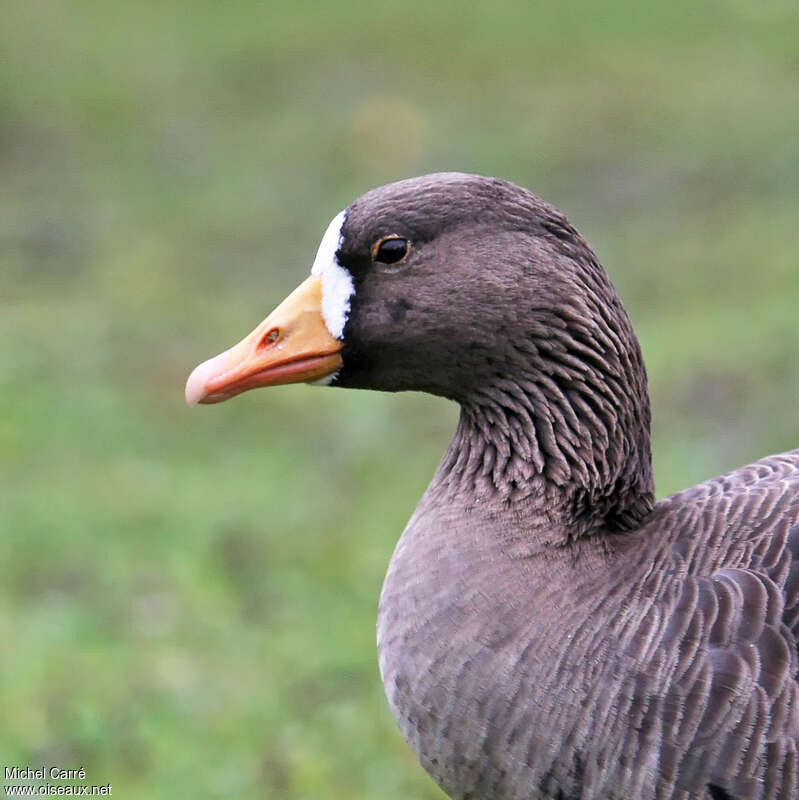 Greater White-fronted Gooseadult, close-up portrait