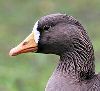 Greater White-fronted Goose