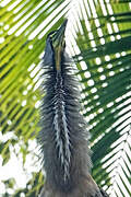 Bare-throated Tiger Heron