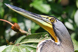 Bare-throated Tiger Heron