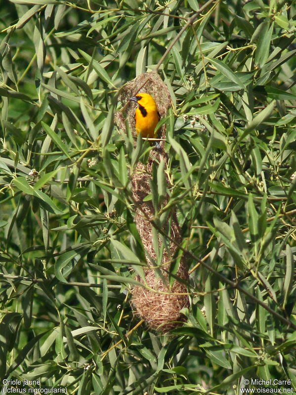 Yellow Oriole male adult