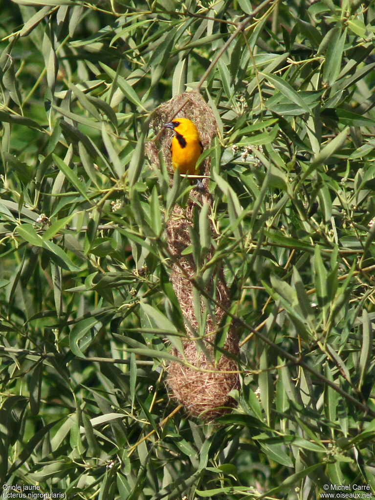 Oriole jaune mâle adulte