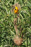 Yellow Oriole