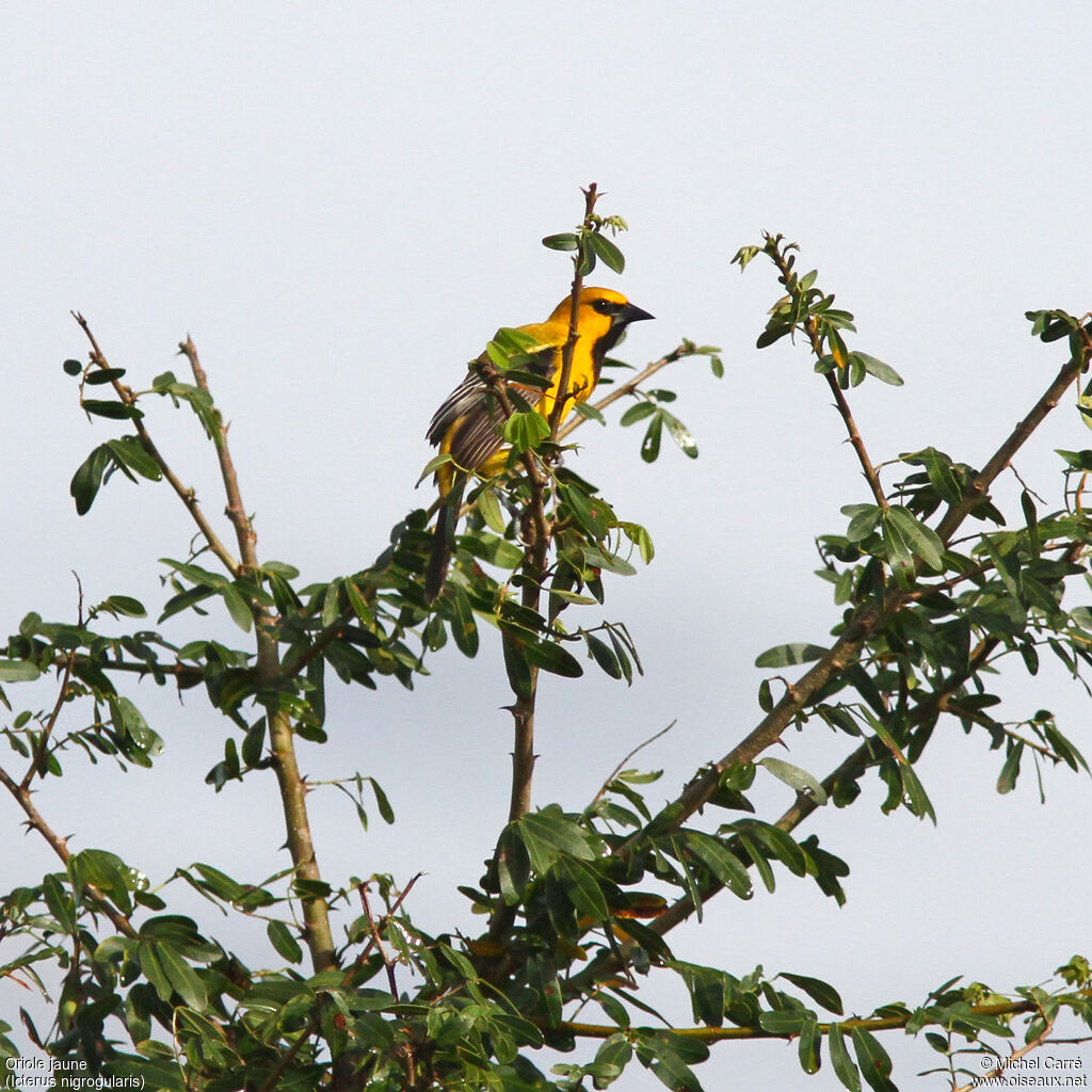 Oriole jaune mâle adulte