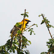 Yellow Oriole