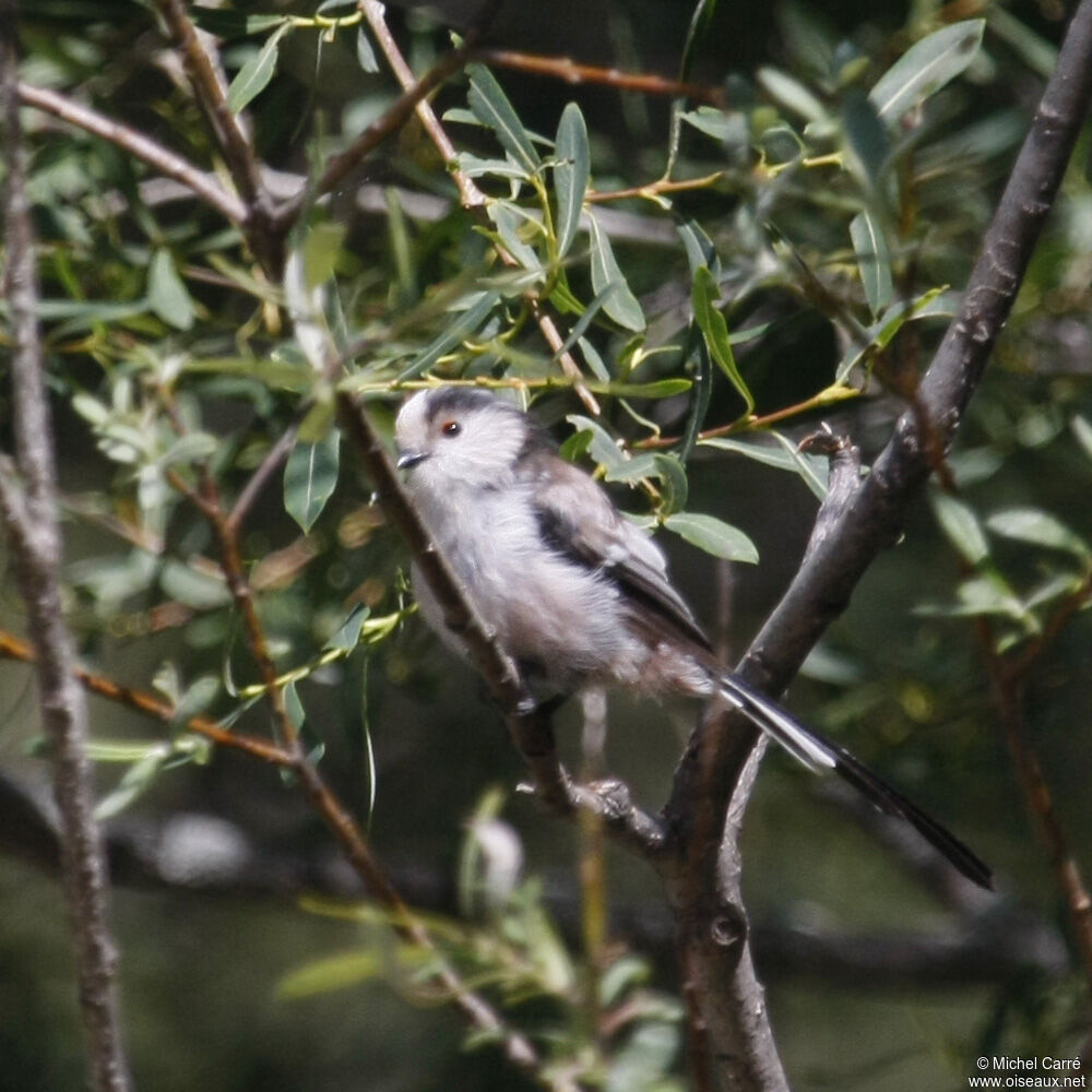 Long-tailed Titadult