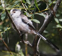 Long-tailed Tit