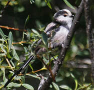 Long-tailed Tit