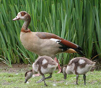 Egyptian Goose