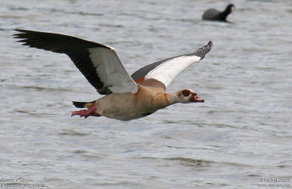 Egyptian Goose