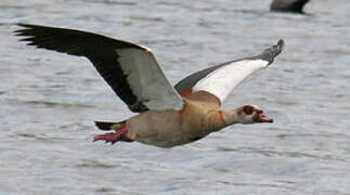 Egyptian Goose