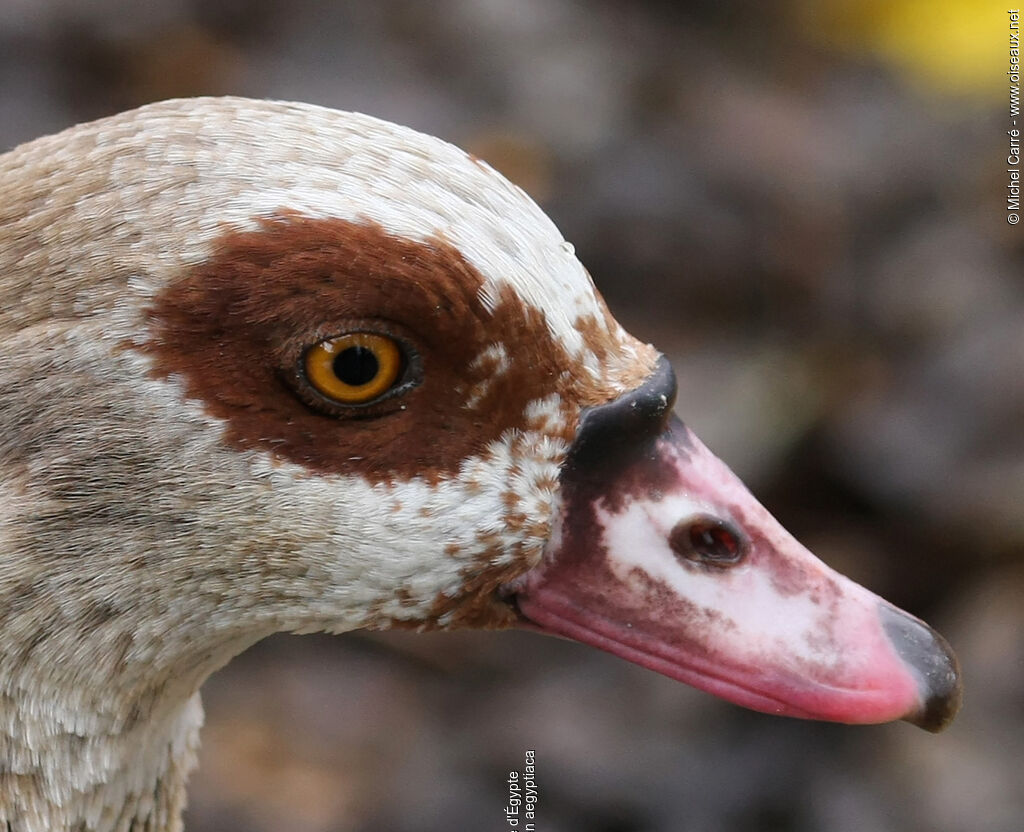 Egyptian Goose