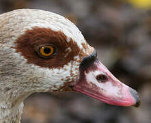 Egyptian Goose