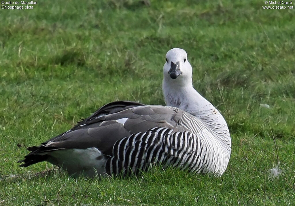 Upland Goose male adult