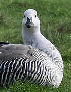 Upland Goose