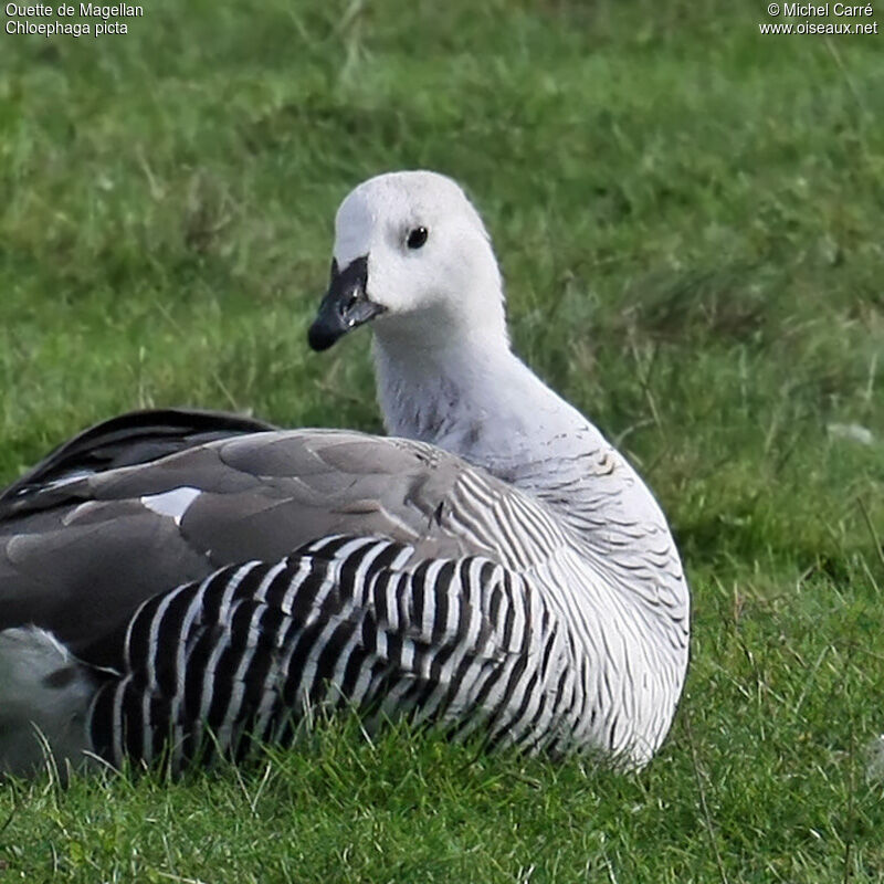 Upland Goose male adult