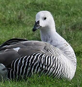 Upland Goose